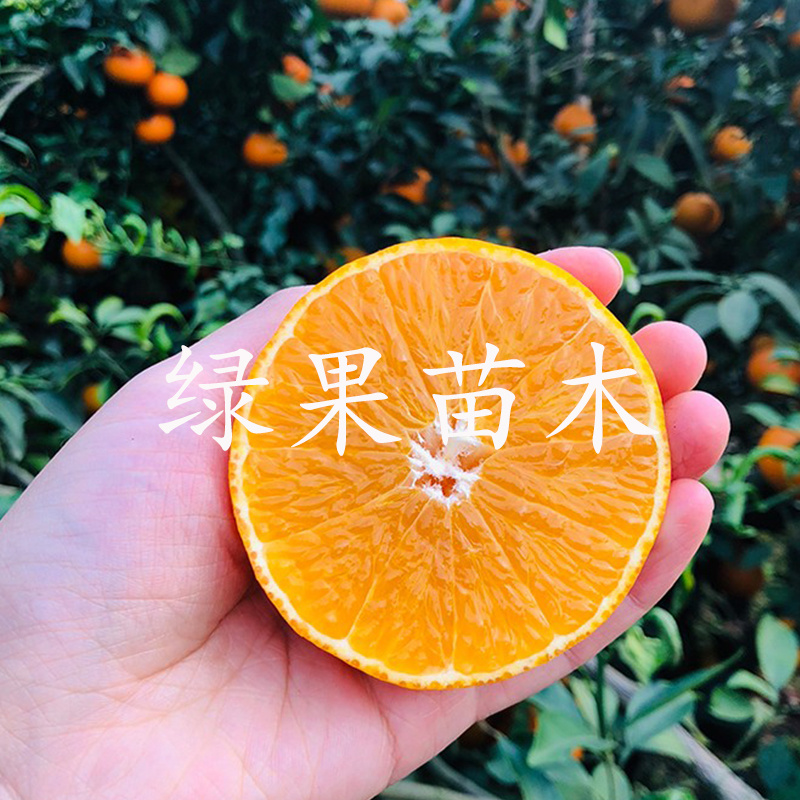 爱媛38号苗红美人苗柑橘苗果冻橙苗品种保证