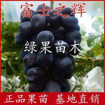 新品种葡萄苗富士之辉葡萄苗黑色阳光玫瑰葡萄苗