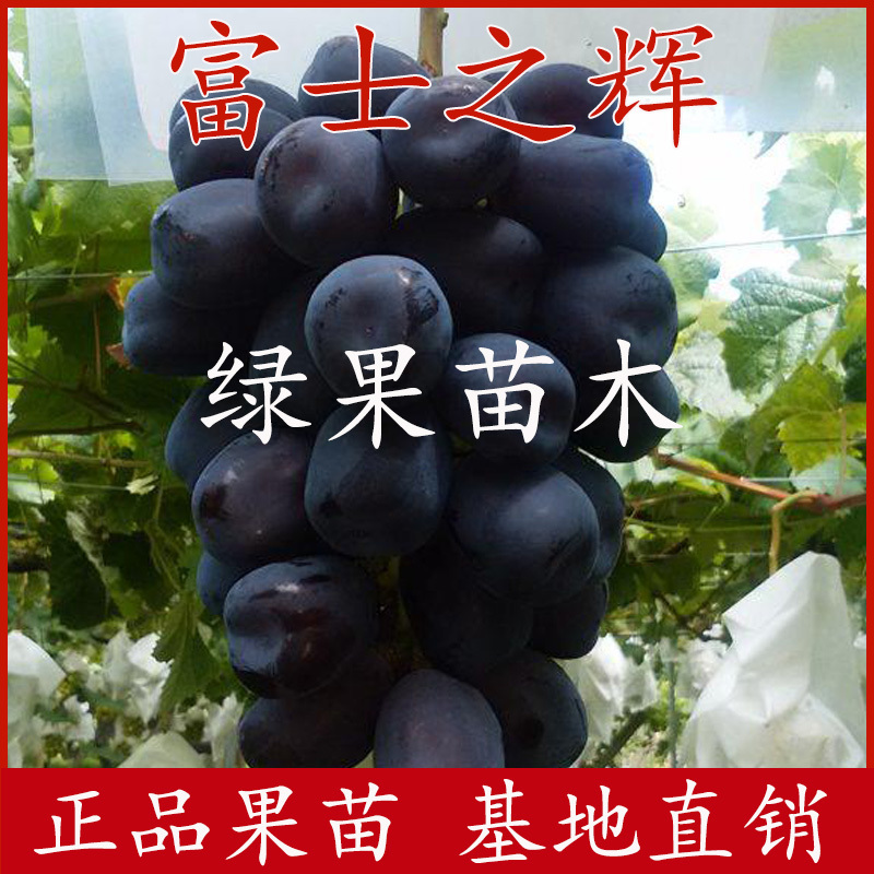 新品种葡萄苗富士之辉葡萄苗黑色阳光玫瑰葡萄苗