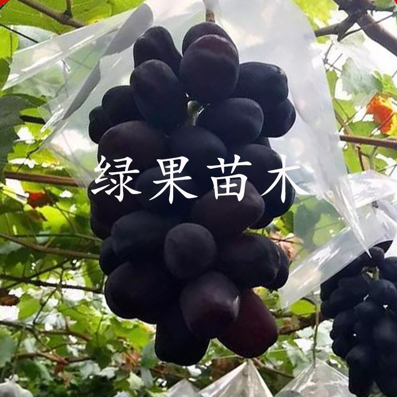 新品种葡萄苗富士之辉葡萄苗黑色阳光玫瑰葡萄苗