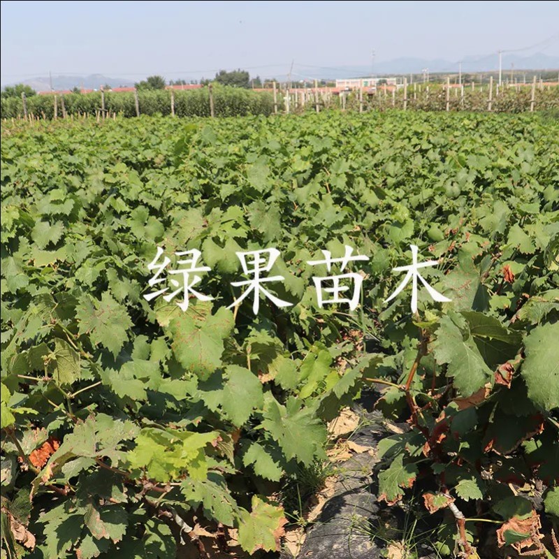 新品种葡萄苗富士之辉葡萄苗黑色阳光玫瑰葡萄苗