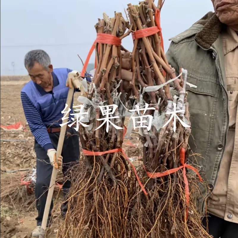 冬天不下架不用埋金优2号冰美人葡萄苗晚熟冰葡萄树