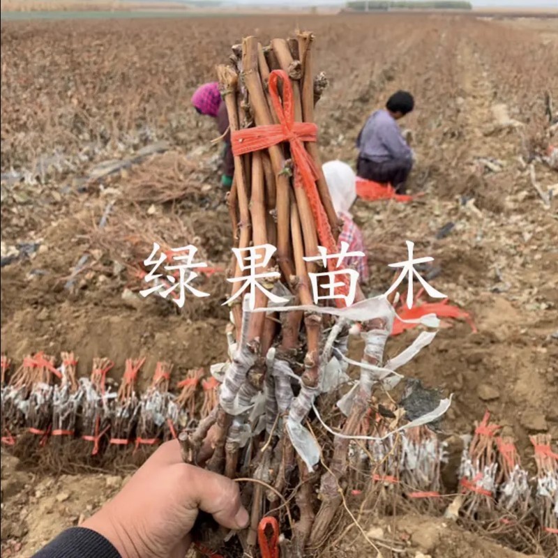 冬天不下架不用埋金优2号冰美人葡萄苗晚熟冰葡萄树