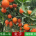 爱莎华美一号柑橘苗新品嫁接无核砂糖桔树苗易成活