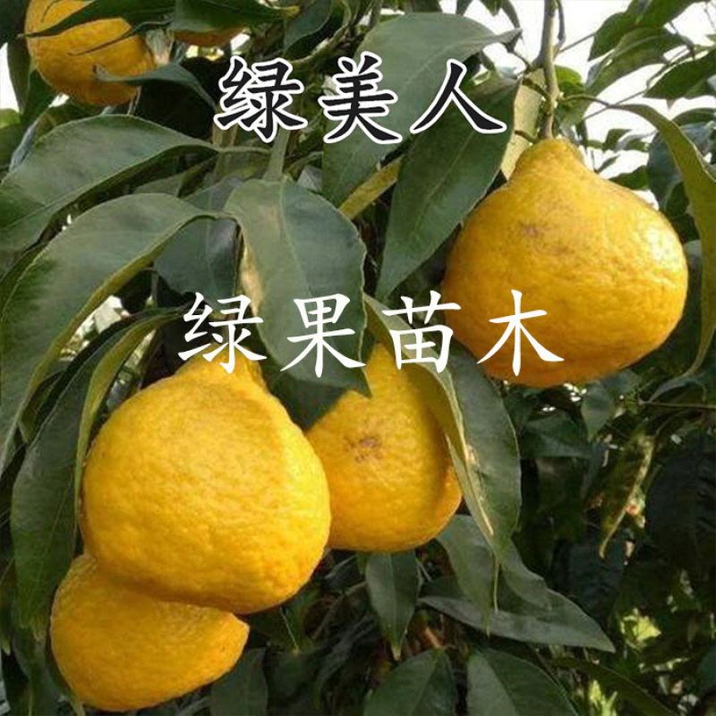 杂柑树苗绿美人媛小春春蜜露柑橘苗现挖现发