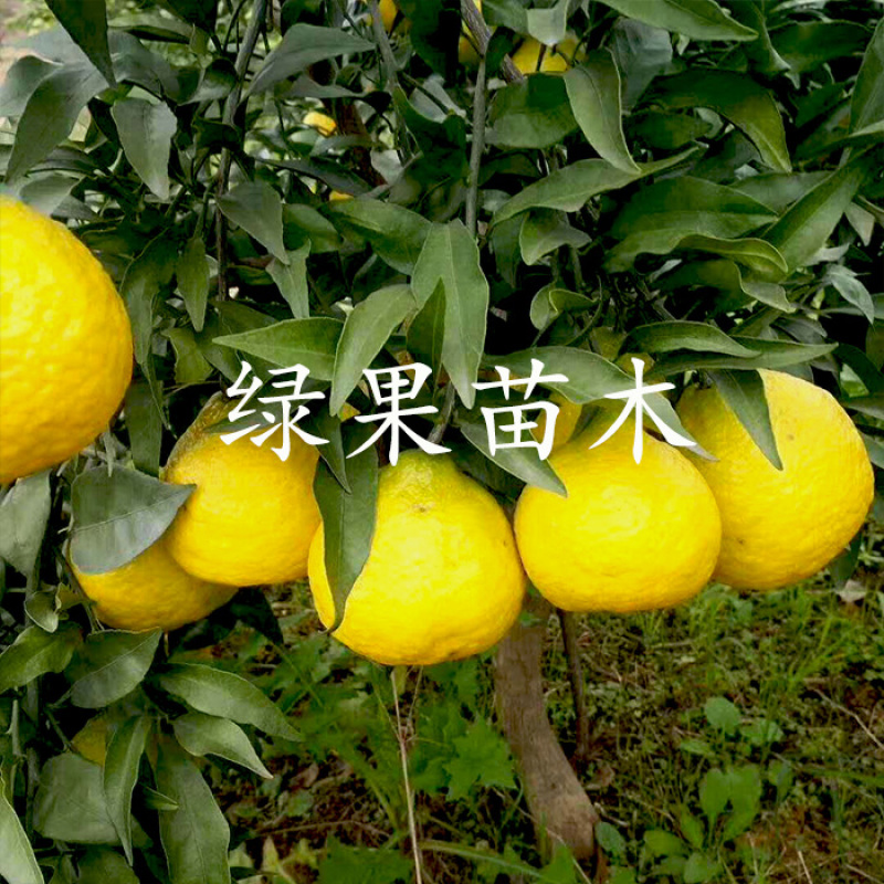 杂柑树苗绿美人媛小春春蜜露柑橘苗现挖现发