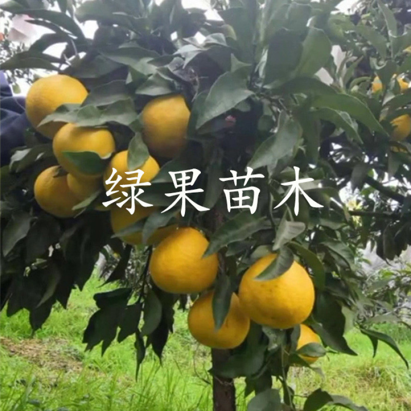杂柑树苗绿美人媛小春春蜜露柑橘苗现挖现发