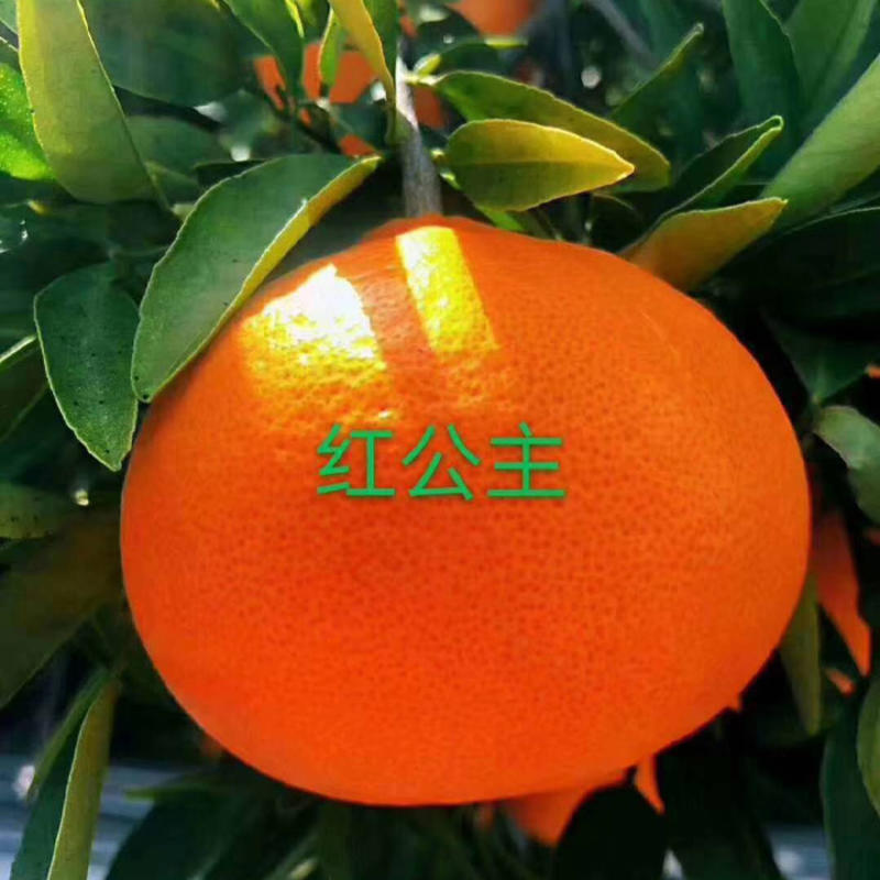 红公主红美人爱媛48新品种柑橘苗品种纯正基地果苗