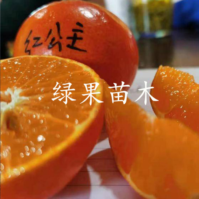 红公主红美人爱媛48新品种柑橘苗品种纯正基地果苗