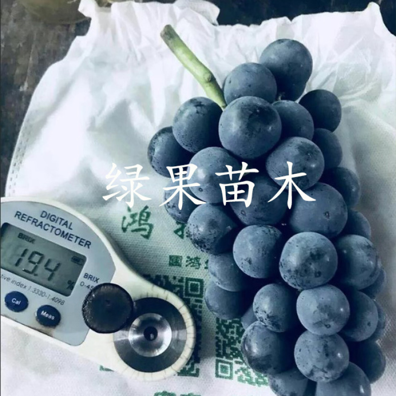 南太湖特早葡萄苗贝达砧木嫁接苗量大优惠基地果苗