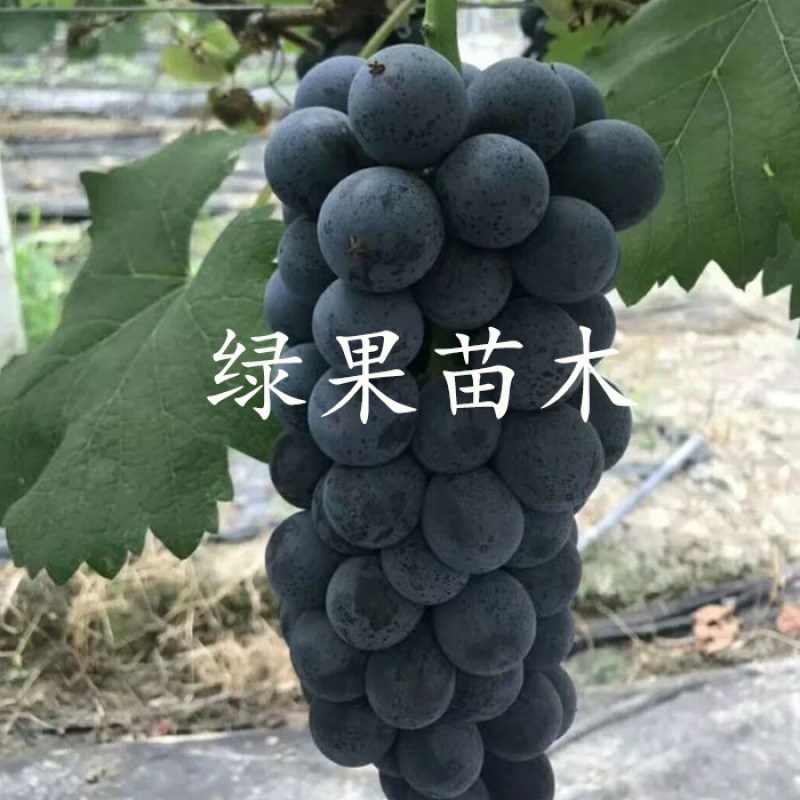 南太湖特早葡萄苗贝达砧木嫁接苗量大优惠基地果苗