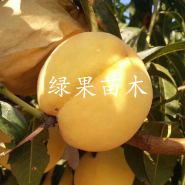 黄桃金魁桃苗嫁接桃树苗新品种早熟甜黄桃基地果苗
