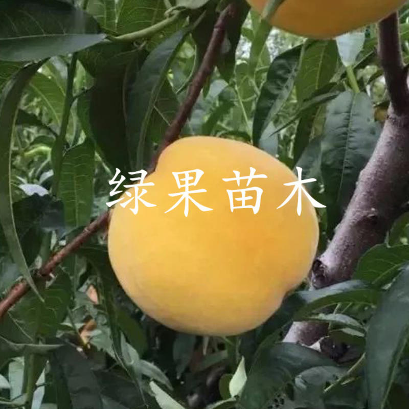 中桃金甜桃苗早熟黄桃新品种基地果苗品种纯正