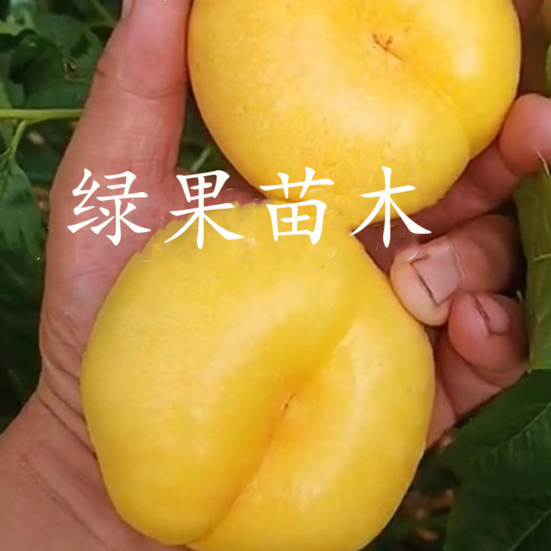 黄油蟠苗中油蟠13桃苗嫁接桃树苗8-5油蟠果树苗