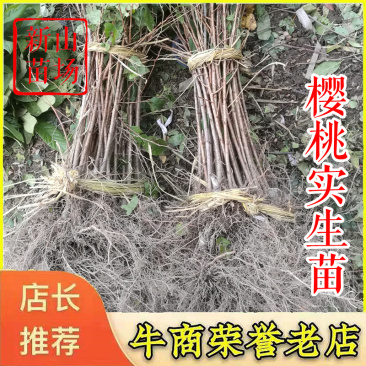 实生樱桃苗大青叶吉塞拉兰丁毛樱桃砧木草樱野樱桃苗