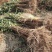 实生樱桃苗大青叶吉塞拉兰丁毛樱桃砧木草樱野樱桃苗