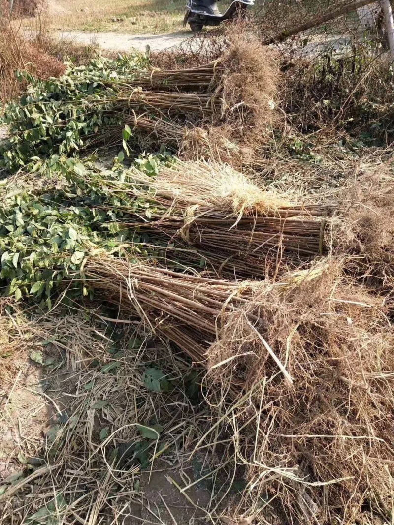 实生樱桃苗大青叶吉塞拉兰丁毛樱桃砧木草樱野樱桃苗