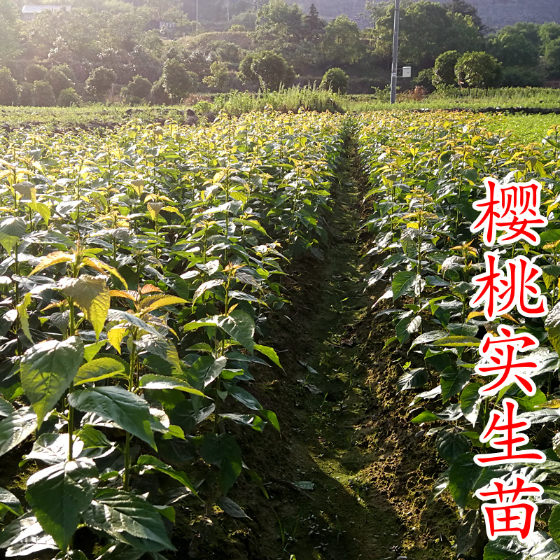 实生樱桃苗大青叶吉塞拉兰丁毛樱桃砧木草樱野樱桃苗