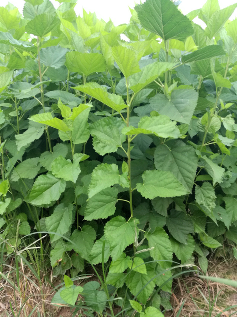 实生桑苗果桑实生苗野桑苗草桑苗桑砧木苗