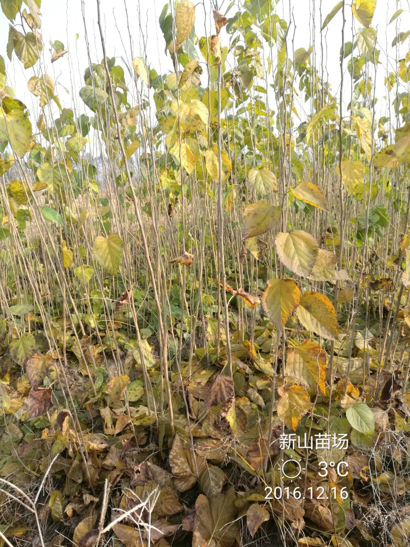 实生桑苗果桑实生苗野桑苗草桑苗桑砧木苗