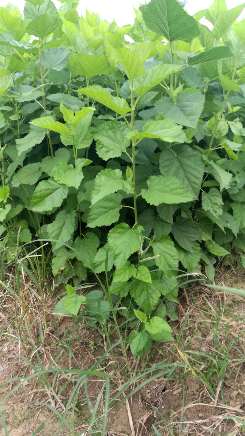 实生桑苗果桑实生苗野桑苗草桑苗桑砧木苗