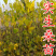 实生桑苗果桑实生苗野桑苗草桑苗桑砧木苗