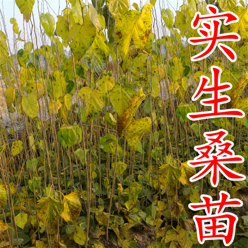 实生桑苗果桑实生苗野桑苗草桑苗桑砧木苗