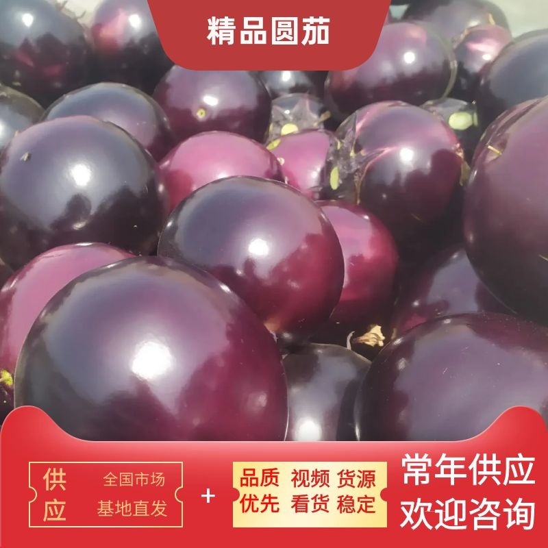 精品圆茄现摘现卖优质山东茄子火爆上市供应全国各地超