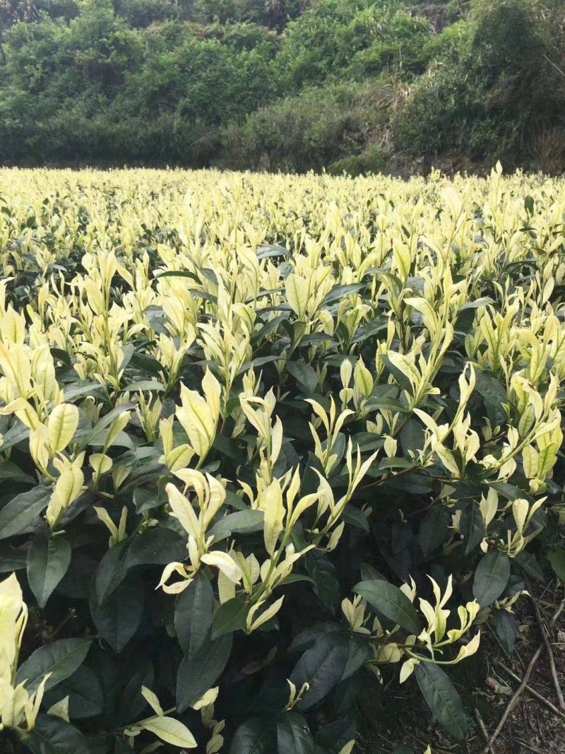 特早奶白茶苗极白珍珠奶白茶叶苗茶树苗新品种