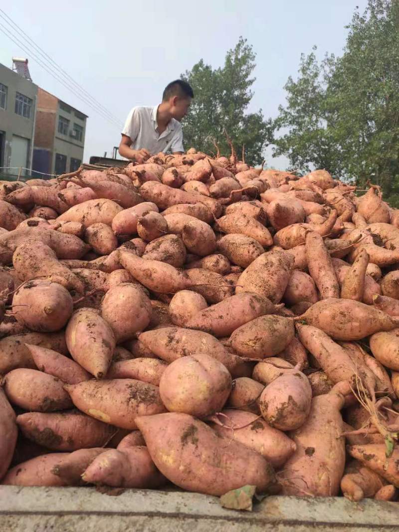 【红薯】湖北精品红薯产地直销可视频看货欢迎咨询