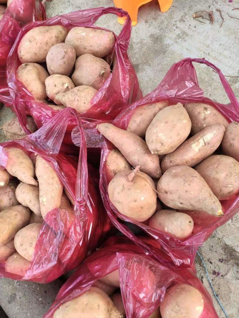 【红薯】湖北精品红薯产地直销可视频看货欢迎咨询