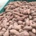 【红薯】湖北精品红薯产地直销可视频看货欢迎咨询
