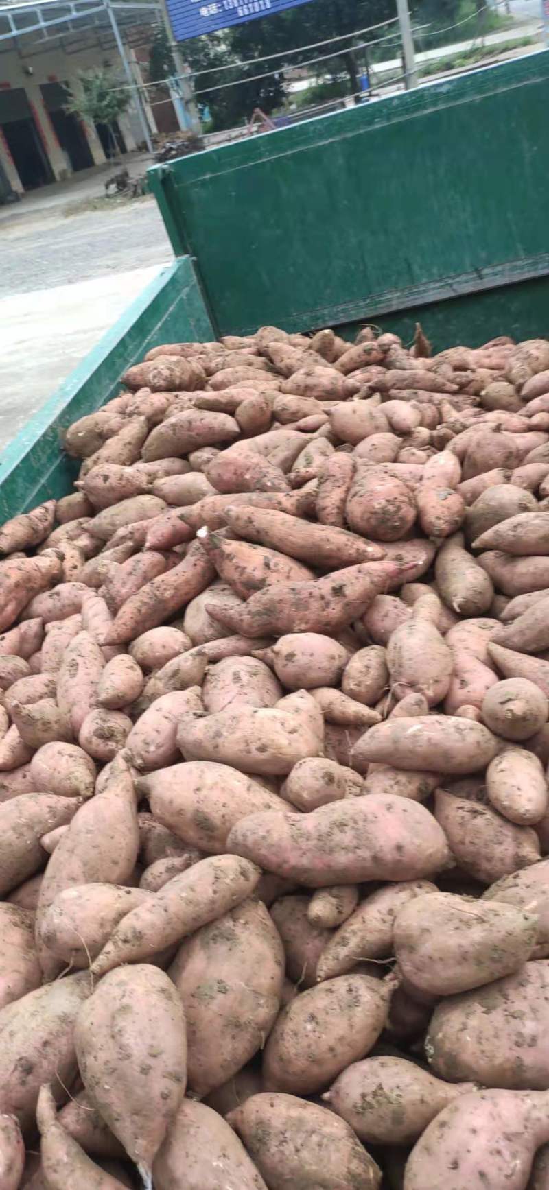 【红薯】湖北精品红薯产地直销可视频看货欢迎咨询