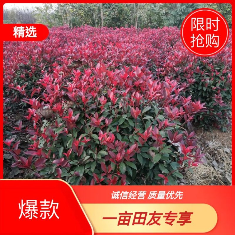 （有好货）红叶石楠球红叶石楠树苗红叶石楠小苗四季庭