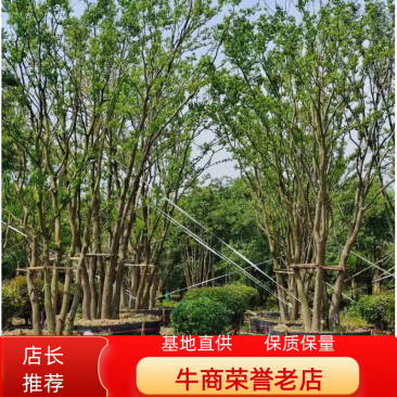 乌桕/丛生乌桕规格齐全大量供应中，基地直供