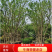 乌桕/丛生乌桕规格齐全大量供应中，基地直供