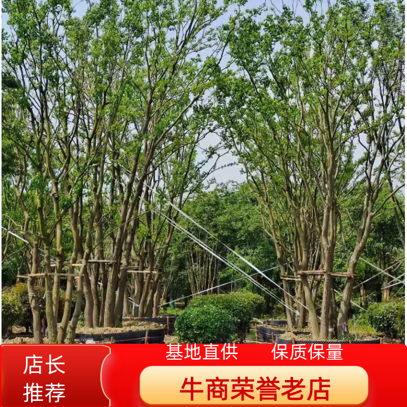 乌桕/丛生乌桕规格齐全大量供应中，基地直供
