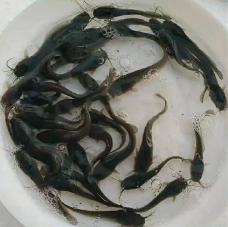 广东胡子鲶鱼苗又称塘角鱼苗提供技术支持自产自销