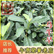 乌牛早茶树苗中茶108浙农117绿茶苗早茶叶苗