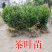 乌牛早茶树苗中茶108浙农117绿茶苗早茶叶苗