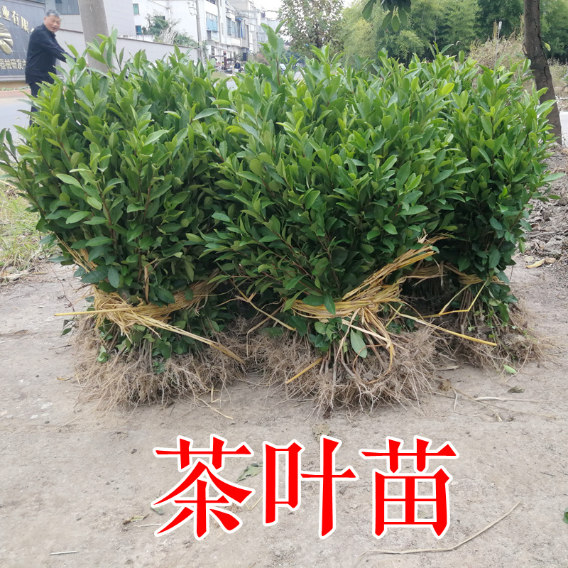 乌牛早茶树苗中茶108浙农117绿茶苗早茶叶苗