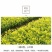 乌牛早茶树苗中茶108浙农117绿茶苗早茶叶苗