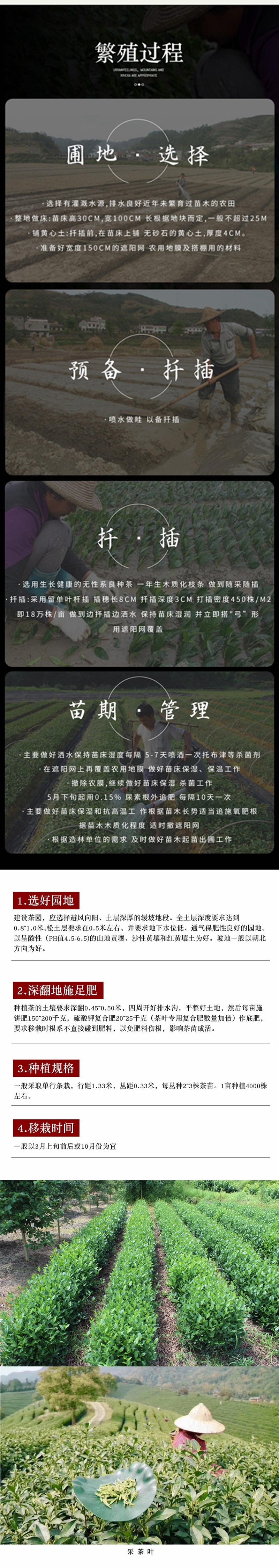 乌牛早茶树苗中茶108浙农117绿茶苗早茶叶苗