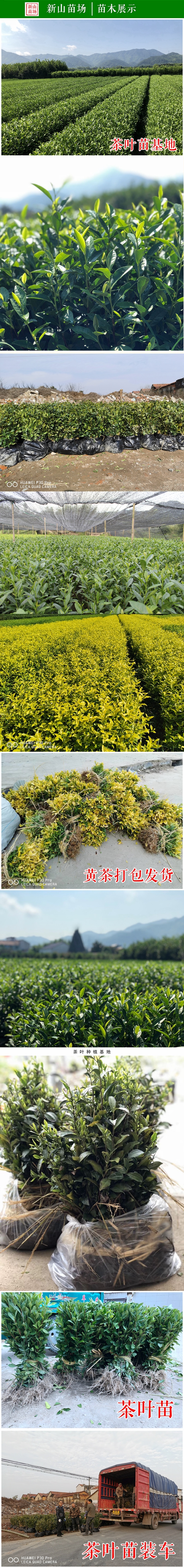 乌牛早茶树苗中茶108浙农117绿茶苗早茶叶苗
