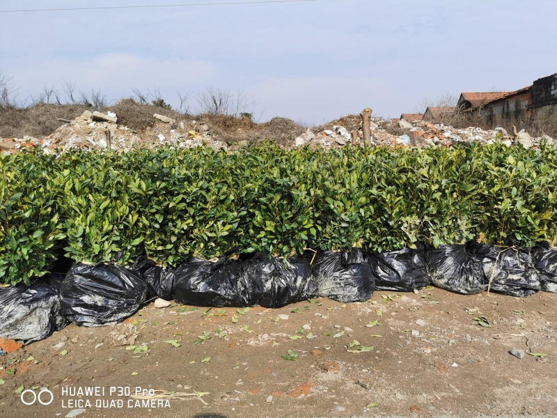 乌牛早茶树苗中茶108浙农117绿茶苗早茶叶苗