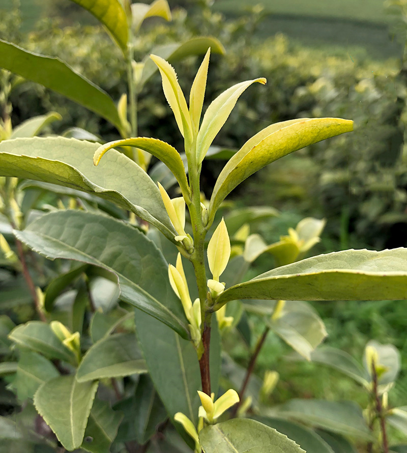 安吉奶白茶苗奶白茶树苗皇金芽水晶奶白茶叶苗