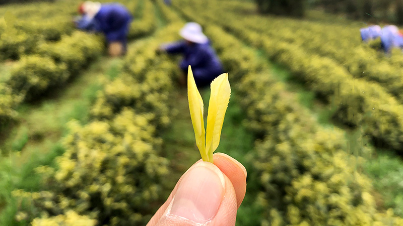 安吉奶白茶苗奶白茶树苗皇金芽水晶奶白茶叶苗
