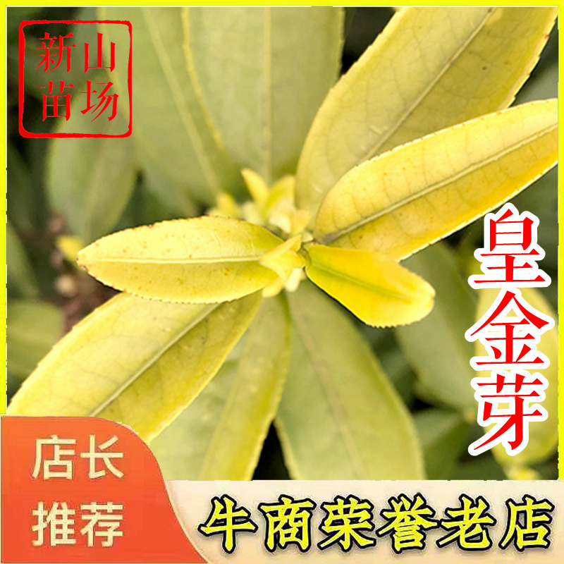 安吉奶白茶苗奶白茶树苗皇金芽水晶奶白茶叶苗
