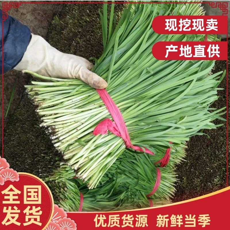 韭菜大叶韭菜，大量低价供应产地直供现挖现卖，欢迎考察