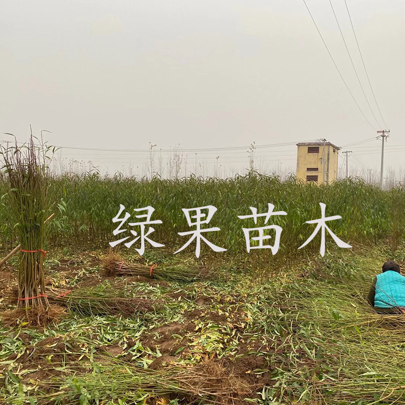 黄油蟠苗中油蟠13桃苗嫁接桃树苗8-5油蟠果树苗